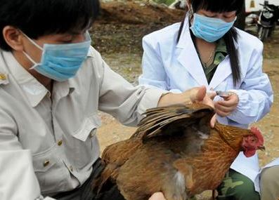 112.000 σφαγές λόγω της γρίπης των πτηνών