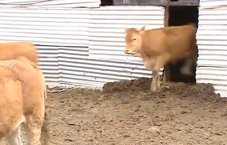 ΒΙΝΤΕΟ-«Καθαρά» τα κρούσματα των τρελλών αγελάδων στην Μαλεσίνα