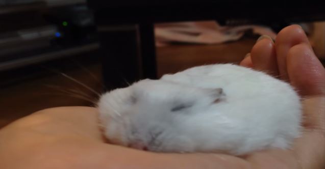 ΒΙΝΤΕΟ-Πώς να κάνετε «φλατ» ένα χάμστερ