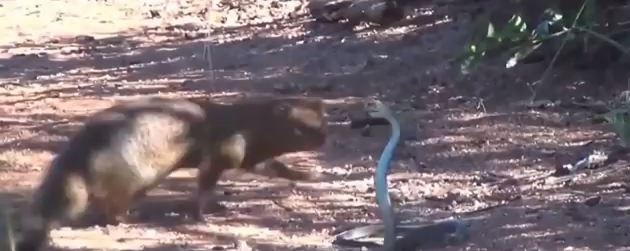 ΒΙΝΤΕΟ-Συγκλονιστική μονομαχία φιδιού με μαγκούστα