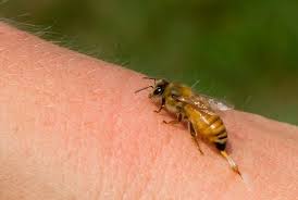 Πού πονάει περισσότερο το τσίμπημα της μέλισσας;