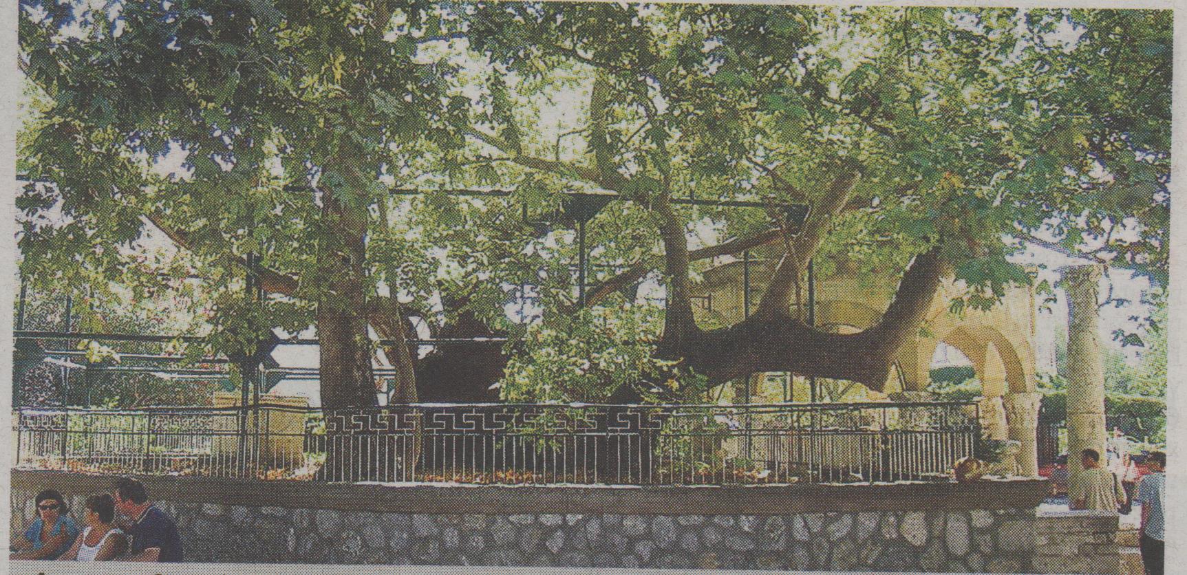 Αποκωδικοποίησαν το DNA του ιστορικού δέντρου της Κω