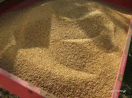 Συνελήφθη γιατί έκλεβε… σπόρους