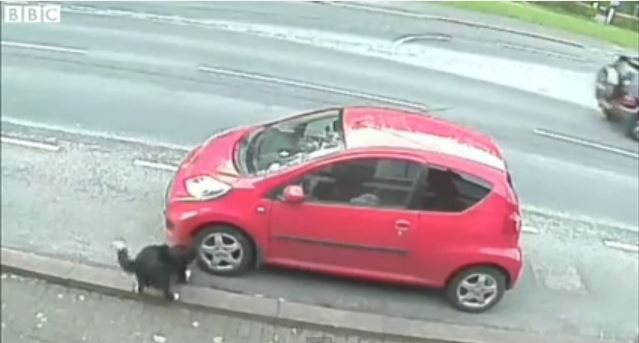 ΒΙΝΤΕΟ-Επί 6 μήνες έσκαγε τα λάστιχα των ΙΧ- Ήταν τελικά… σκύλος