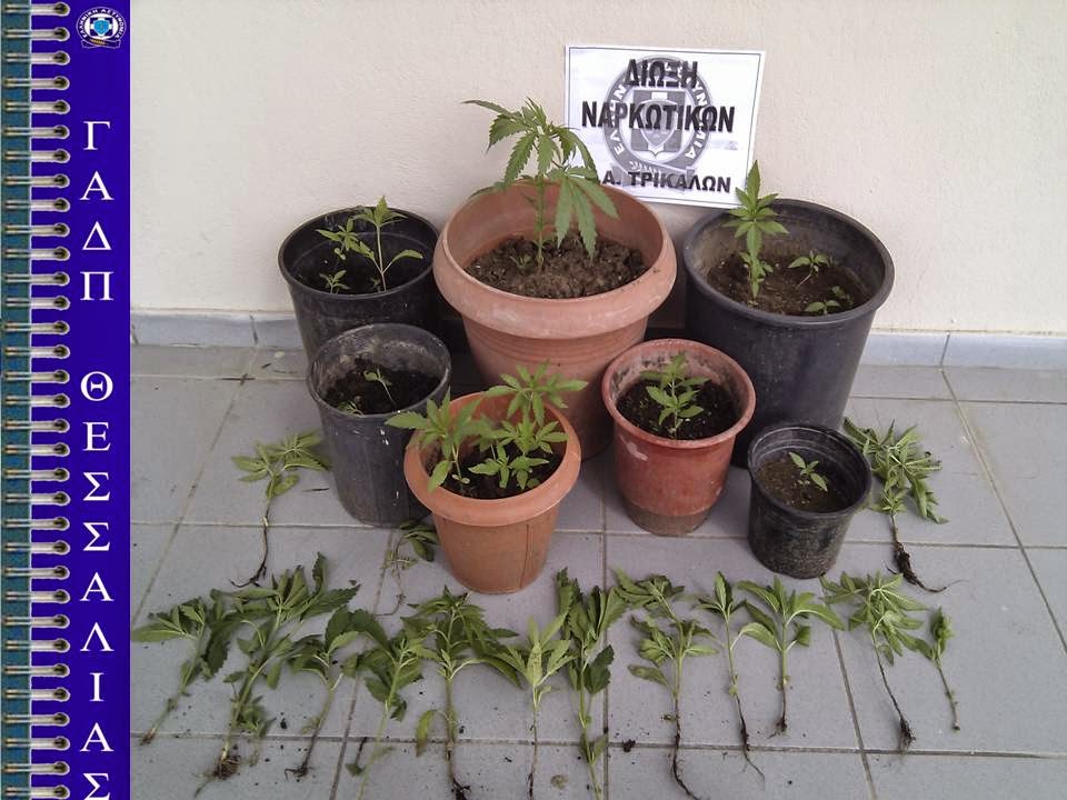 Κρατούμενος είχε δενδρύλλια χασίς