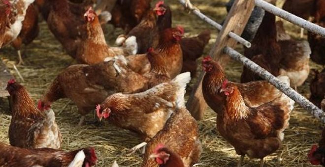 Πολιτικός εξαγόρασε ψήφους με αντάλλαγμα πουλερικά