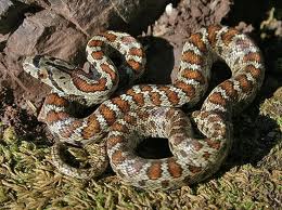 ΒΙΝΤΕΟ-Ψάχνετε για κατοικίδιο; Τι λέτε για ένα σπιτόφ��δο;