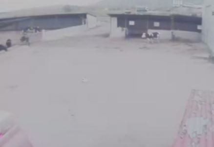 ΒΙΝΤΕΟ-Κοζάνη: Ταύρος επιτέθηκε σε κτηνοτρόφο