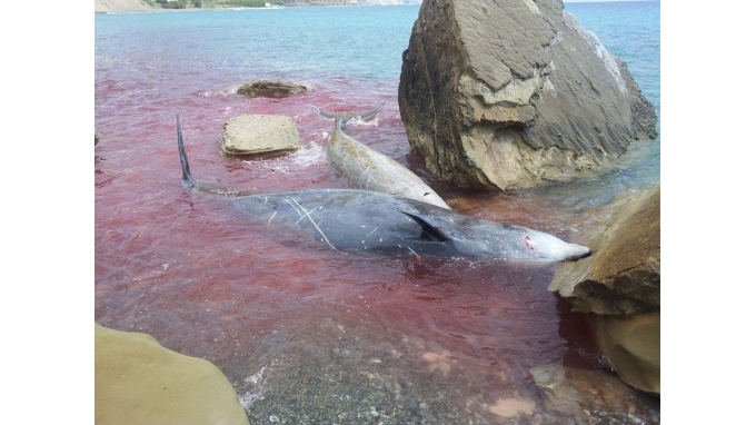ΦΩΤΟ-ΣΟΚ: Τα σόναρ… σκότωσαν τα δελφίνια-φαλαινοειδή