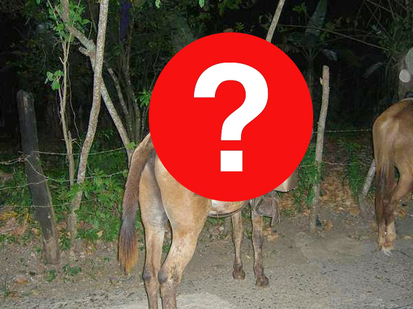 ΦΩΤΟ-Μουλάρι με ηχοσύστημα