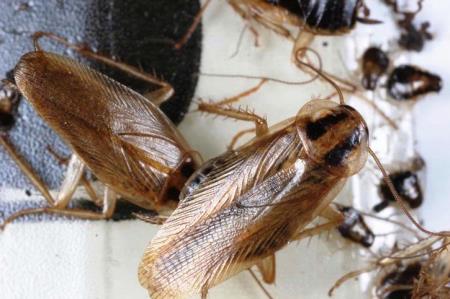 Ποιες κατσαρίδες αναπαράγονται ταχύτερα