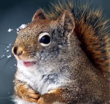 ΒΙΝΤΕΟ-Τα 15 πιο έξυπνα ζώα του κόσμου