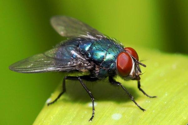 Απαλλαγείτε με φυσικό τρόπο από τις μύγες