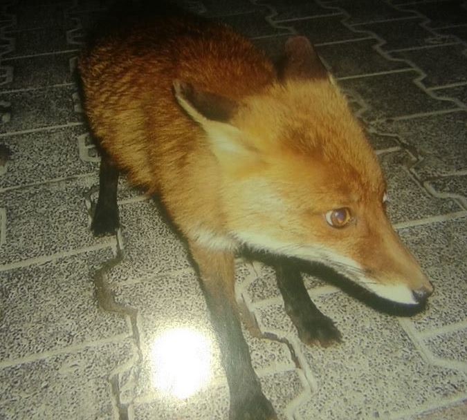 ΦΩΤΟ-Ο καλύτερος θαμώνας τους είναι μια… αλεπού