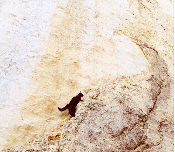 ΦΩΤΟ-Δείτε τη γάτα αναρριχητή