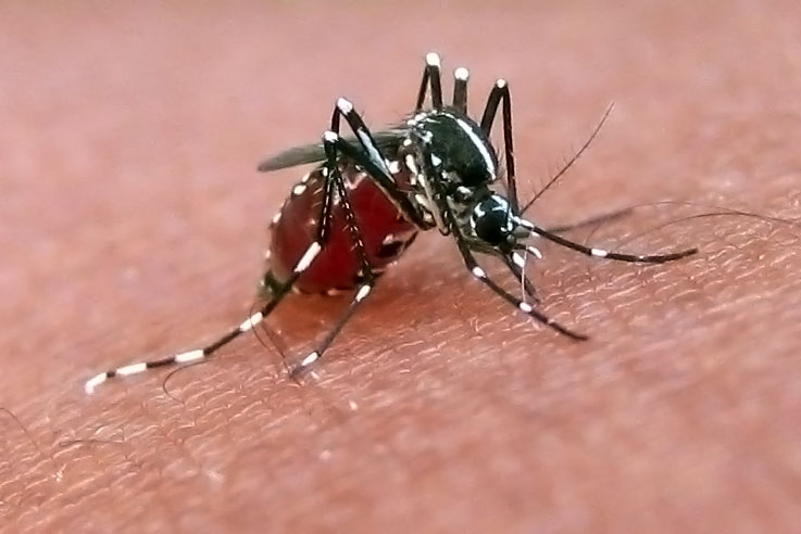 Σε συναγερμό η Καραϊβική λόγω ιού που μεταφέρουν κουνούπια