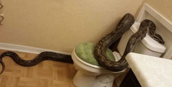 ΦΩΤΟ-Βρήκε πύθωνα στο μπάνιο