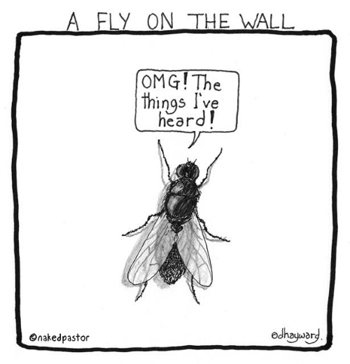 Ακόμα και οι μύγες σκέφτονται πριν… δράσουν