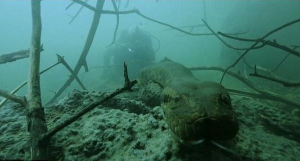 ΒΙΝΤΕΟ-Αντιμέτωπος με το ανθρωποφάγο ανακόντα