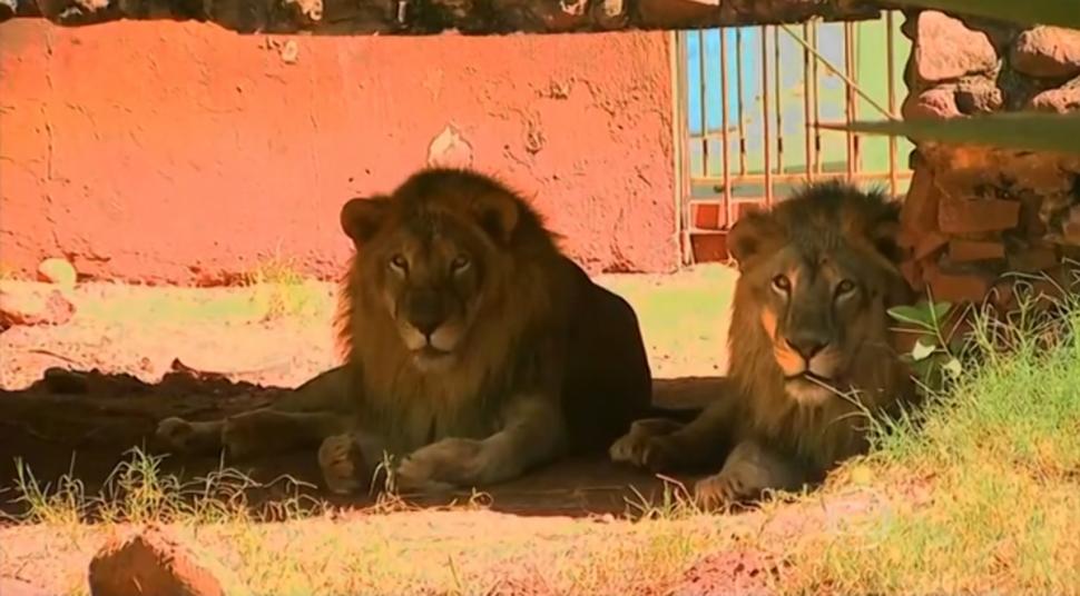 Έκλεψαν λιοντάρι στη Βραζιλία