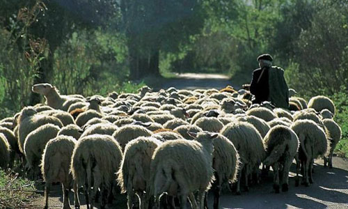 Συνάντηση με τον Τσαυτάρη ζητούν οι κτηνοτρόφοι