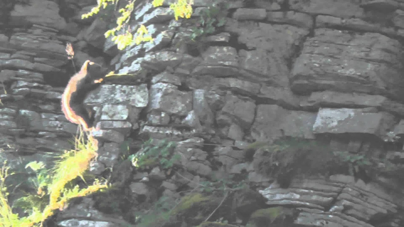 ΒΙΝΤΕΟ-Αρκούδα αναρριχάται με το μωρό της στο Ζαγόρι