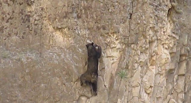 ΒΙΝΤΕΟ-Οι αρκούδες… αναρριχητές