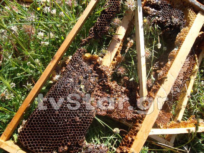 ΒΙΝΤΕΟ-Αρκούδα καταστρέφει μελίσσια