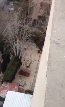 ΒΙΝΤΕΟ-Ιπτάμενη… γάτα