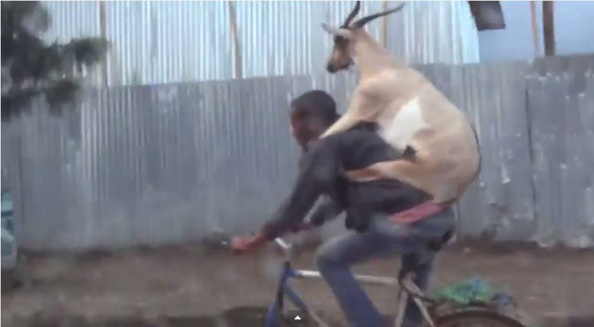 ΒΙΝΤΕΟ-Ξεκαρδιστικό θέαμα με την κατσίκα …αναβάτη