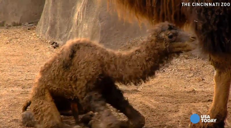 ΒΙΝΤΕΟ-Νεογέννητη καμήλα κάνει τα πρώτα της βήματα