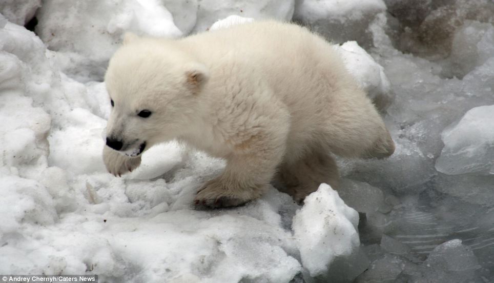 ΦΩΤΟ-Όταν ένα αρκουδάκι κάνει το πρώτο του μπάνιο