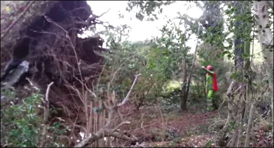 ΒΙΝΤΕΟ-Το δέντρο έπεσε, οι υλοτόμοι βράχηκαν