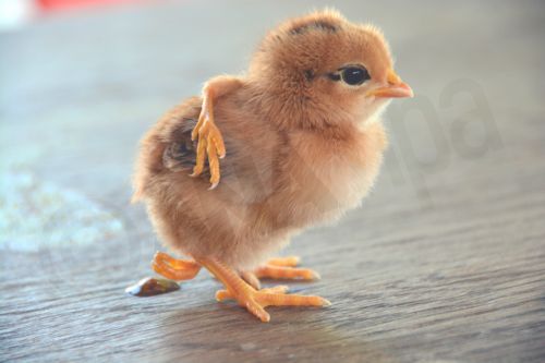 ΦΩΤΟ-Γεννήθηκε κοτοπουλάκι με 4 πόδια