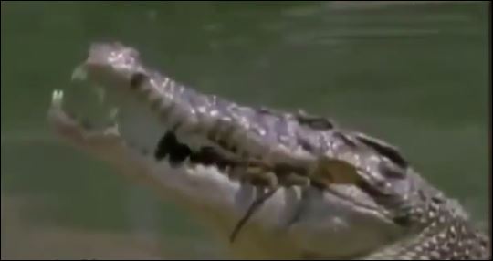 ΒΙΝΤΕΟ-Κροκόδειλος καταβροχθίζει καβούρι