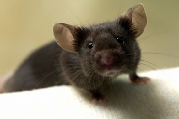 20χρονος έπιασε ποντίκι και πέθανε