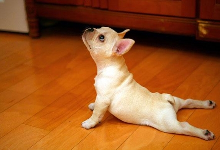 ΦΩΤΟ-Όταν τα ζώα κάνουν… γιόγκα