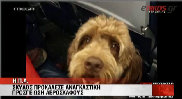 ΒΙΝΤΕΟ-Σκύλος προκάλεσε αναγκαστική προσγείωση