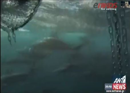 ΒΙΝΤΕΟ-Κοπάδι καρχαριών σε απόσταση αναπνοής από βάρκα