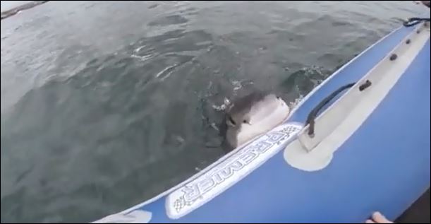 ΒΙΝΤΕΟ-Ο καρχαρίας προσπαθεί να βουλιάξει το φουσκωτό
