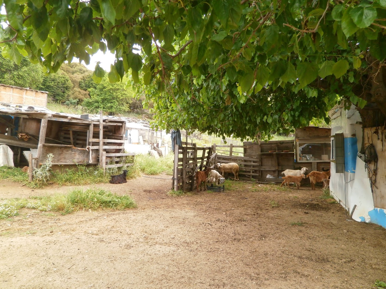 Οχιά δάγκωσε κτηνοτρόφο