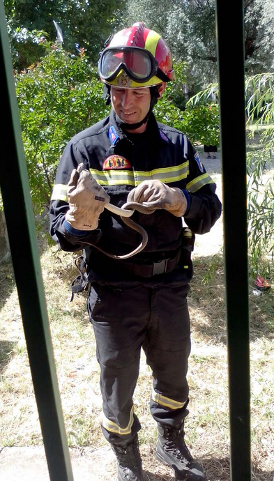 ΦΩΤΟ-Φίδι αναστάτωσε ηλικιωμένους σε ΚΑΠΗ