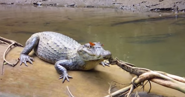 ΒΙΝΤΕΟ- Μέλισσα και πεταλούδα πίνουν τα δάκρυα κροκόδειλου
