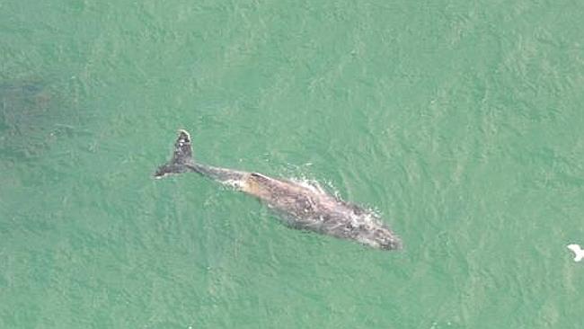 ΒΙΝΤΕΟ-Καρχαρίας “καταδιώκει” φάλαινα