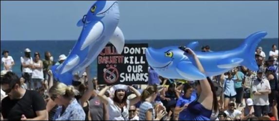 Αυστραλία-Αιχμαλώτισαν 172 καρχαρίες και θανάτωσαν τους 50