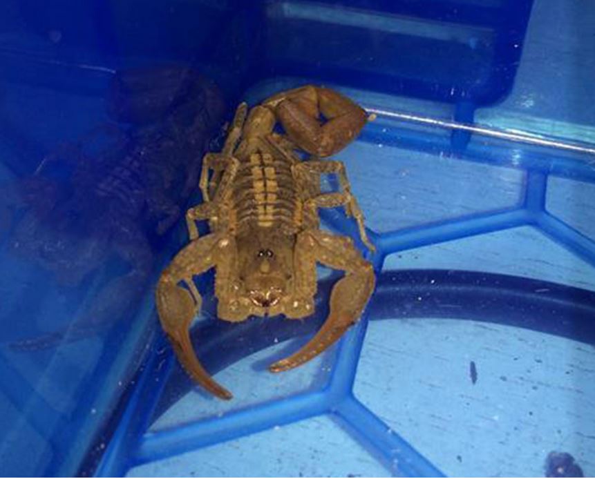 ΦΩΤΟ-Πανικός από σκορπιό στο μετρό!