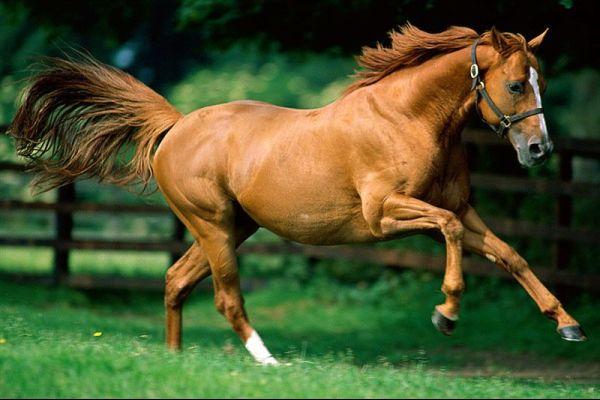 Τροχαίο με άλογο στην εθνική οδό