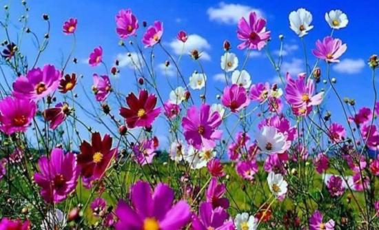 Τι λουλούδι είσαι; Κάνε το τεστ