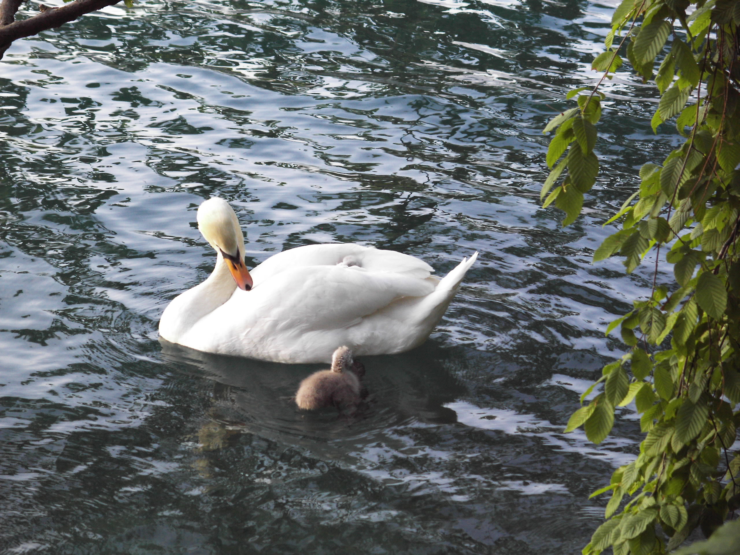 Πήγαν να σώσουν τον κύκνο και έχασαν τη ζωή τους
