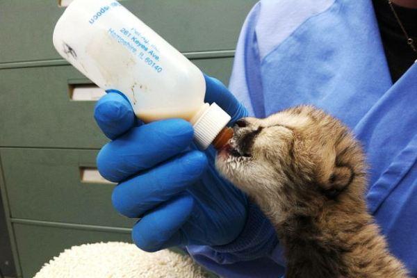 ΦΩΤΟ-Έσωσαν νεογέννητο τσιτάχ